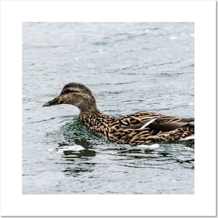 Female Mallard Duck Posters and Art